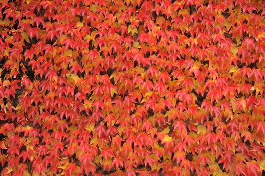 Vine leaves