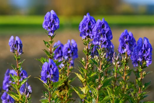 Monkshood