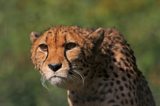 On the lookout