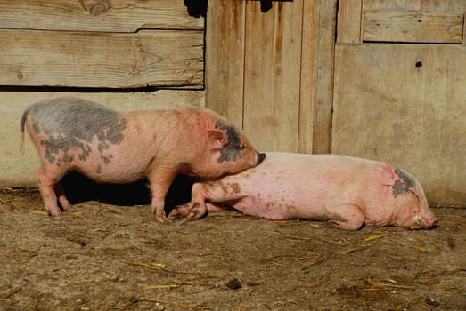 Cute piglets