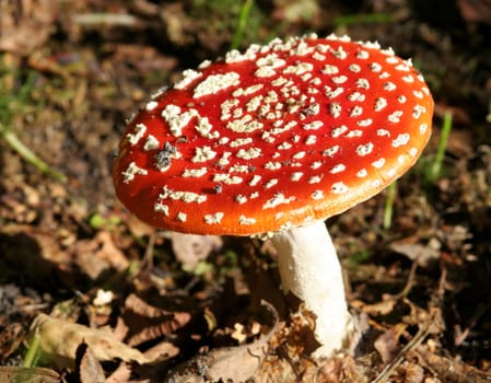 Fly agaric
