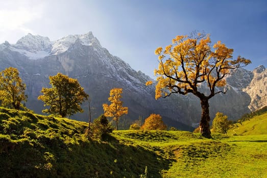 The Tree