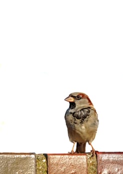 Sparrow