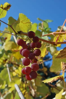 Grapevine 6292