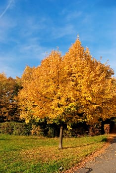 Park in autumn