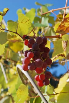 Grapes 6294