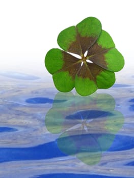 Clover