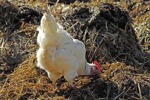 The hen on the dung heap