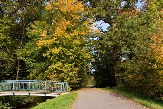 Forest in autumn with bridge