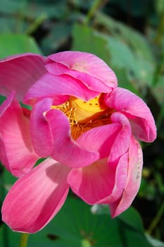 Lotus flower,Nelumbo nucifera