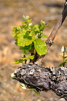Young shoots on vine in spring