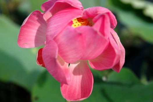 Lotus flower,Nelumbo nucifera