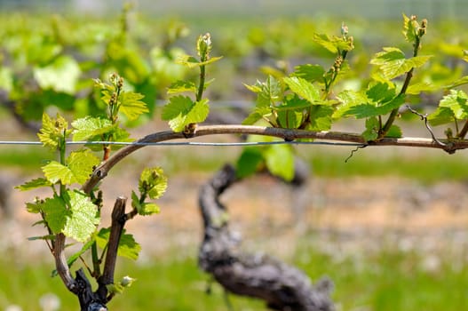 Grapevine in espalier cultivation