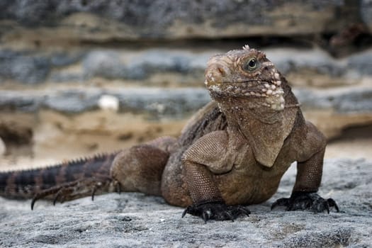 Wild belt-tailed iguana. Cayo Largo/Cuba