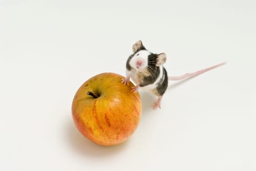 Mouse with apple