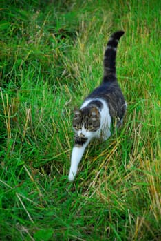 free-roaming cat