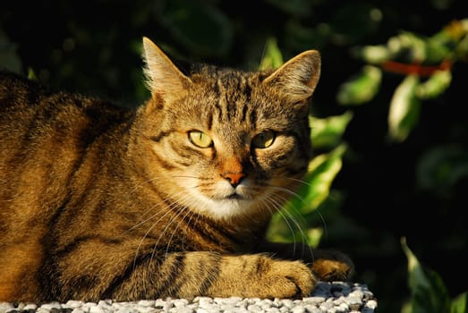 Cat lying on the wall