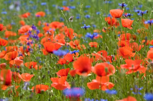 Poppy1