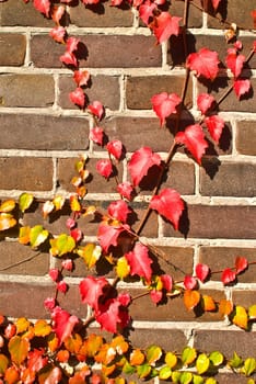 House wall with ivy