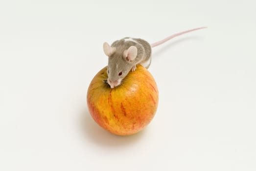 Mouse