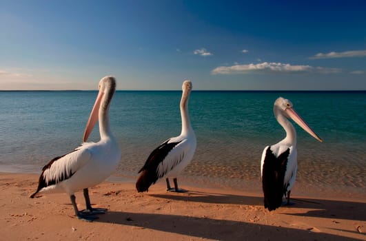 Pelicans