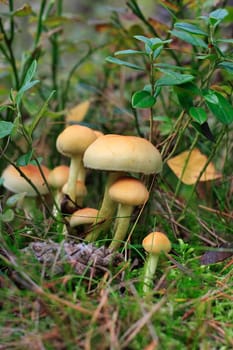 Sulfur tuft
