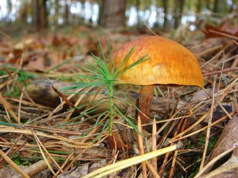 Blood-leaved head of skin