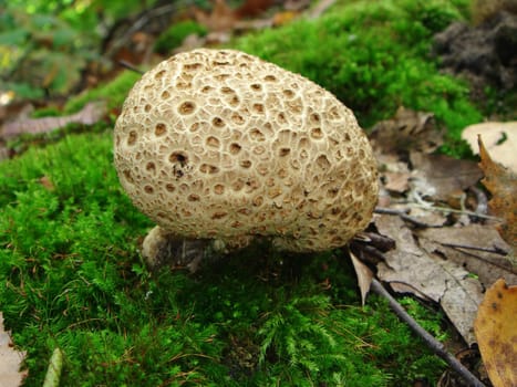 Thick-skinned potato bovist