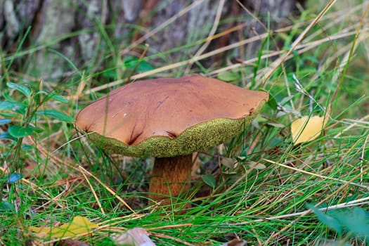 Bay bolete