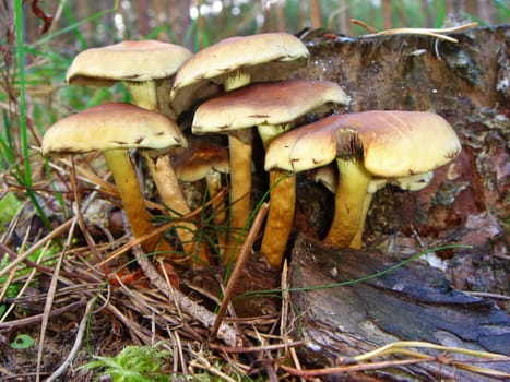 Sulfur tuft