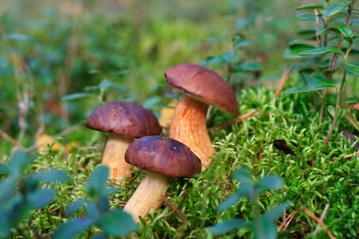 Chestnut tubes