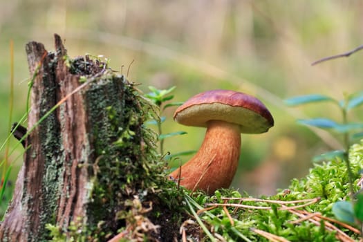 Bay bolete