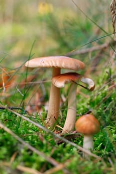 Russula puellaris (Russulaceae) - various stages