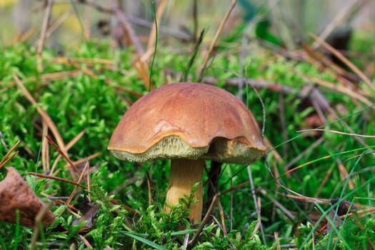 Bay bolete
