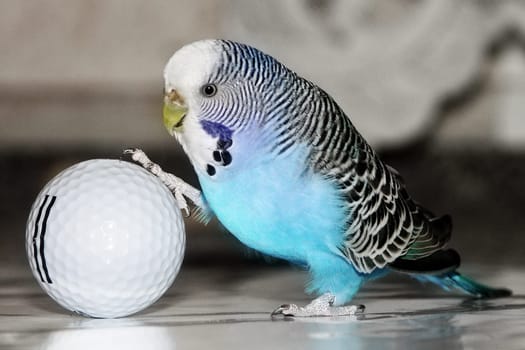 budgie playing football with golf ballon