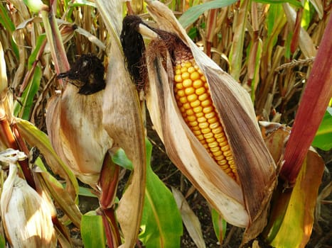 Corn