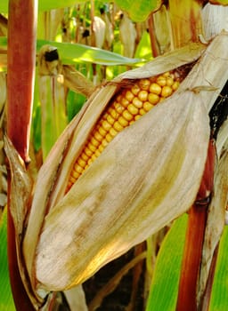 Corn