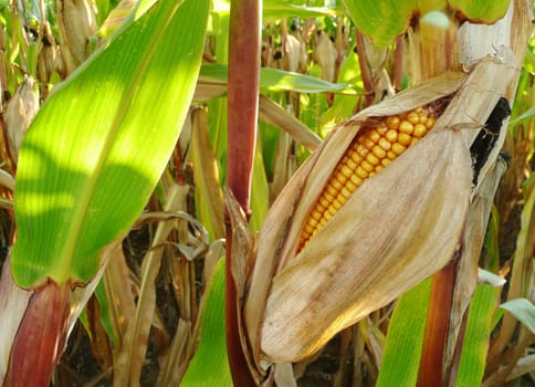 Corn
