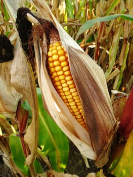 Corn