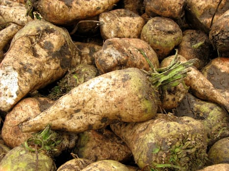 Sugar beets