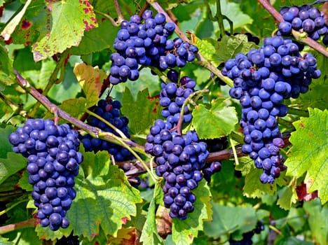 Pinot Noir (also Pinot Noir or Pinot Noir): French Pinot Noir,Italian Pinot Noir. Pinot Nero --- The name &amp #8222 Pinot&amp #8220 is possibly derived from the French word for spruce cone (&amp #8222 pin&amp #8220 ) borrowed. It is therefore linked to the