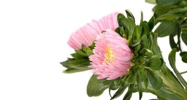Dahlias in wide format