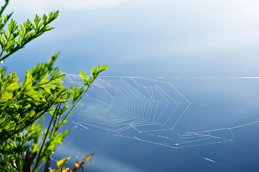 Spider web