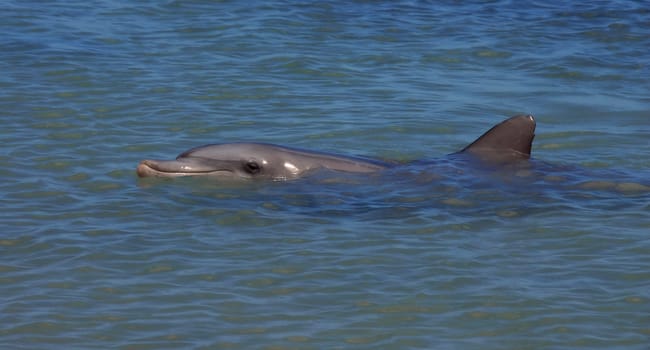 Dolphin