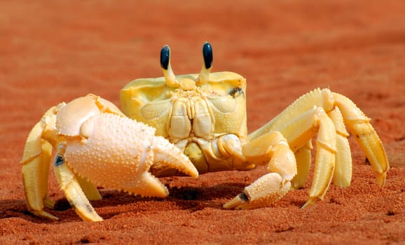 Crab