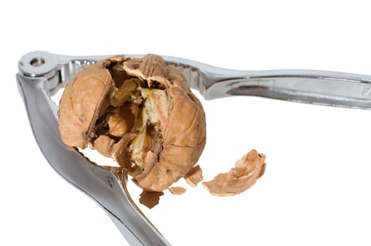 Walnut