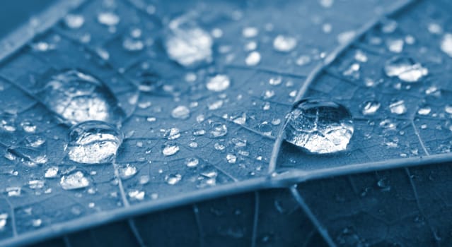 Dewdrop