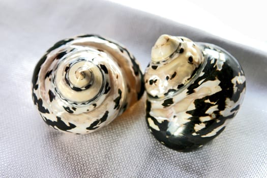 snail-shell