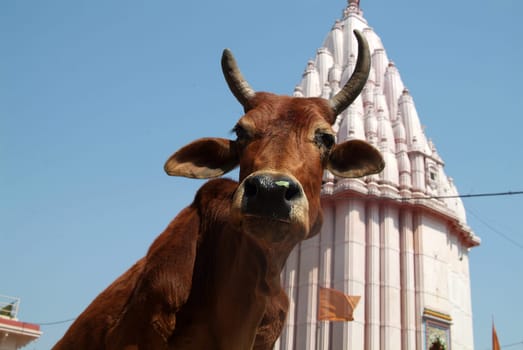 Temple Cow