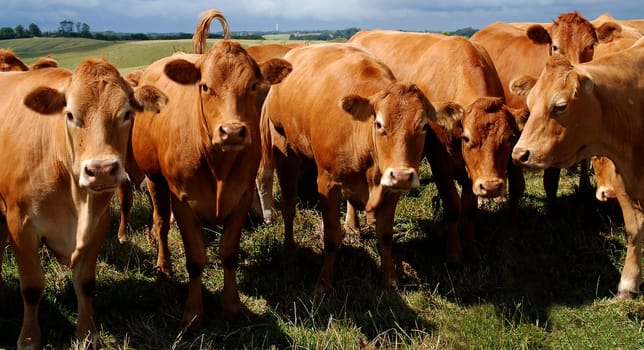 Cows in the pasture